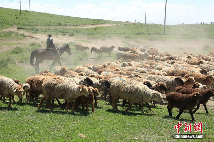 중국 이리 하계 목장으로 떠나자, 목축민과 가축들의 ‘대이동’