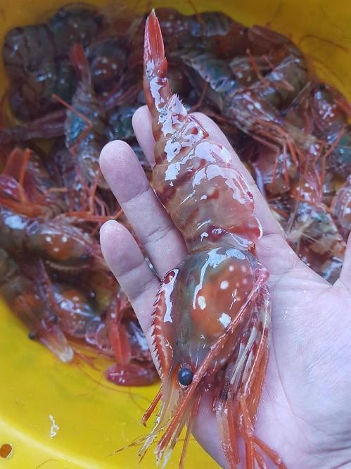 韩美总统晚餐吃的“独岛虾”长的什么样？--- 中韩人力网