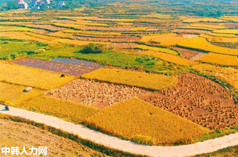 드론으로 촬영한 수확 한창인 中 장시성 베이시村 황금벌판——中韩人力网