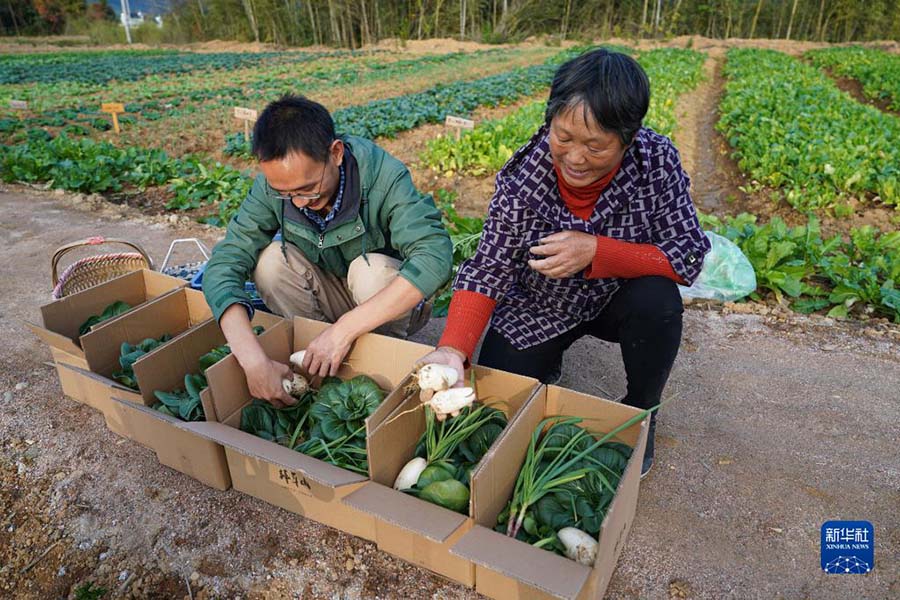 안후이, 귀농한 대학생 농부가 출시한 ‘채소 랜덤박스’ 농민 소득 증가해——中韩人力网