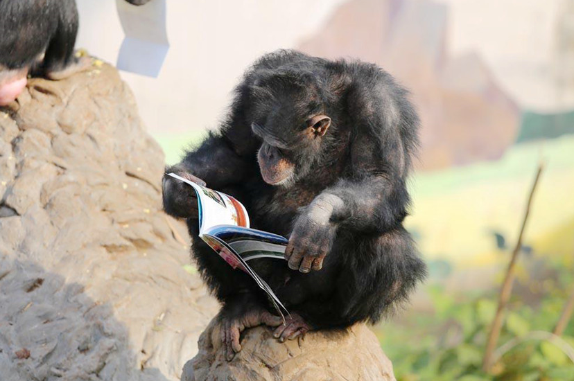 공부하는 침팬지 본 적 있어?