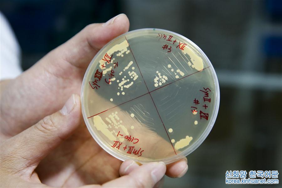 （科技）（1）我国科学家利用化学物质合成完整活性染色体