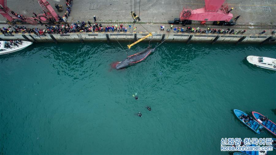 （社会）（1）搁浅抹香鲸死亡