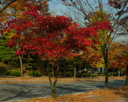 韩国艺术留学——龙仁大学