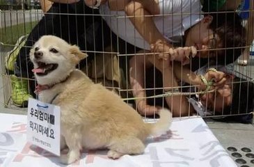 青瓦台关注韩国民众关于立法禁食狗肉请愿。--- 中韩人力网