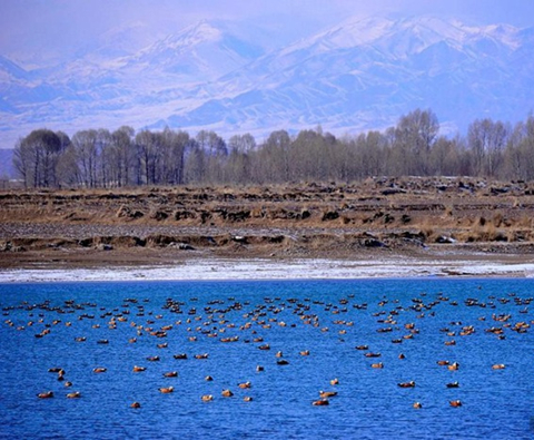 중국 간쑤 사막도시에 찾아온 철새들, 겨울 서식지로 선택——中韩人力网