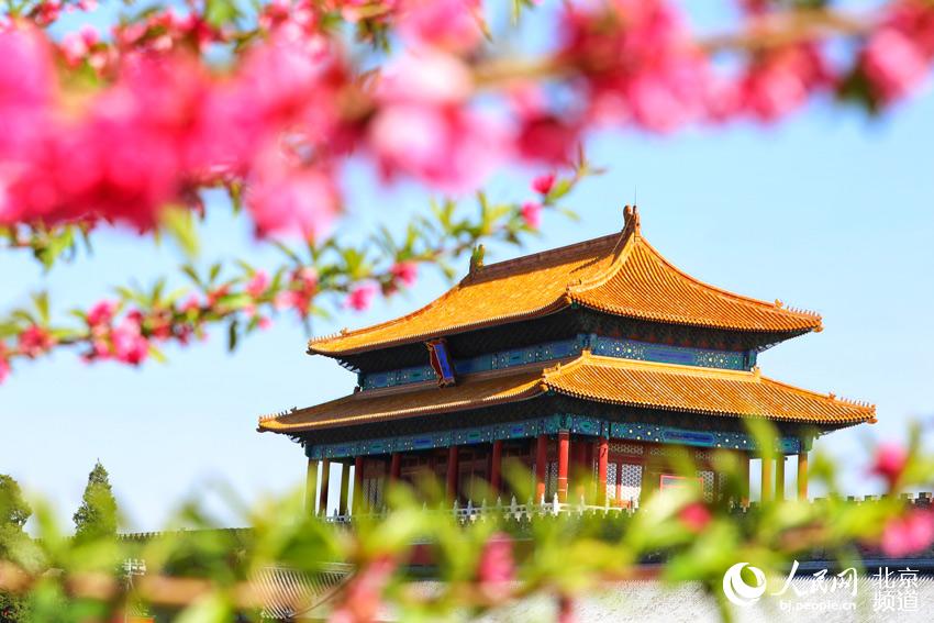 베이징, 고궁의 아름다움 전하는 봄날 풍경——中韩人力网