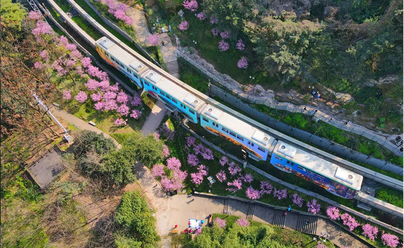 중국 충칭, 꽃 바다 지나 봄으로 향하는 열차