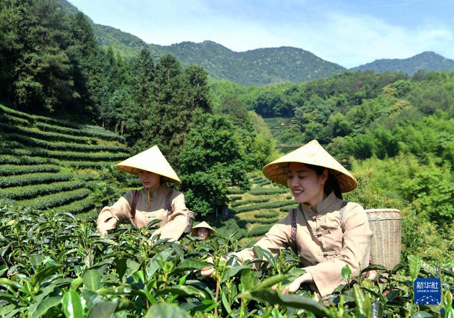 푸젠성 정허현,차잎으로 40억元 생산액 달성——中韩人力网