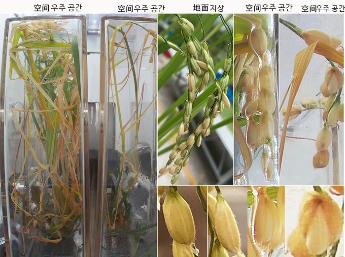 세계 최초! 중국 우주정거장에서 키운 벼 종자 이렇게 생겼다——中韩人力网